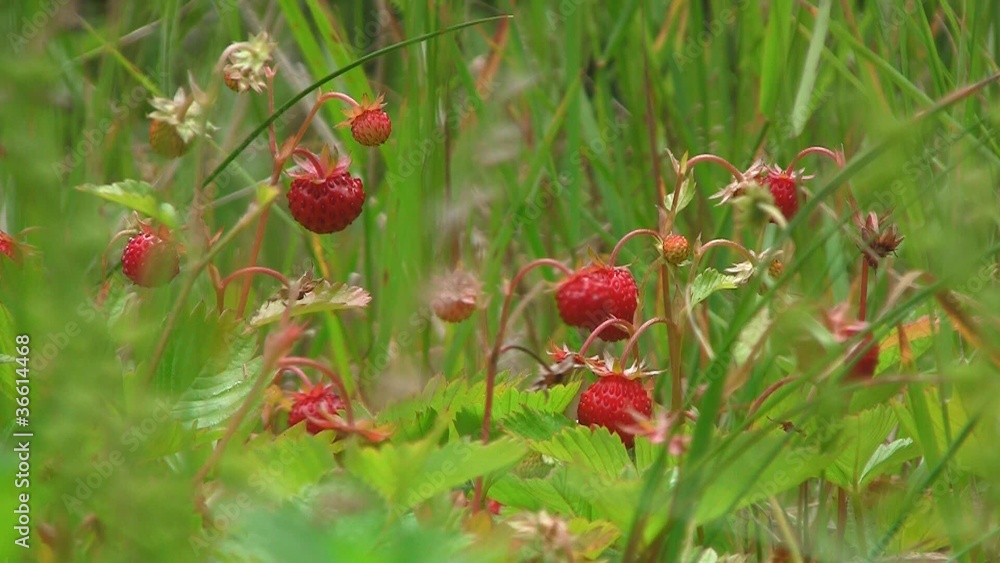 Walderdbeeren Walderdbeeren