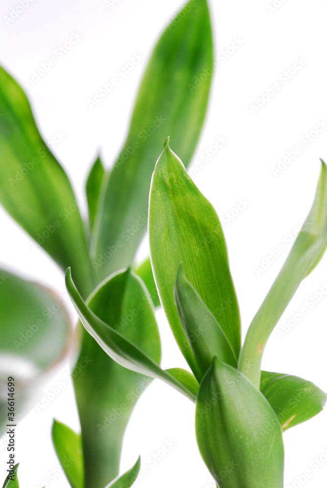 Obraz premium Nature bamboo leaf