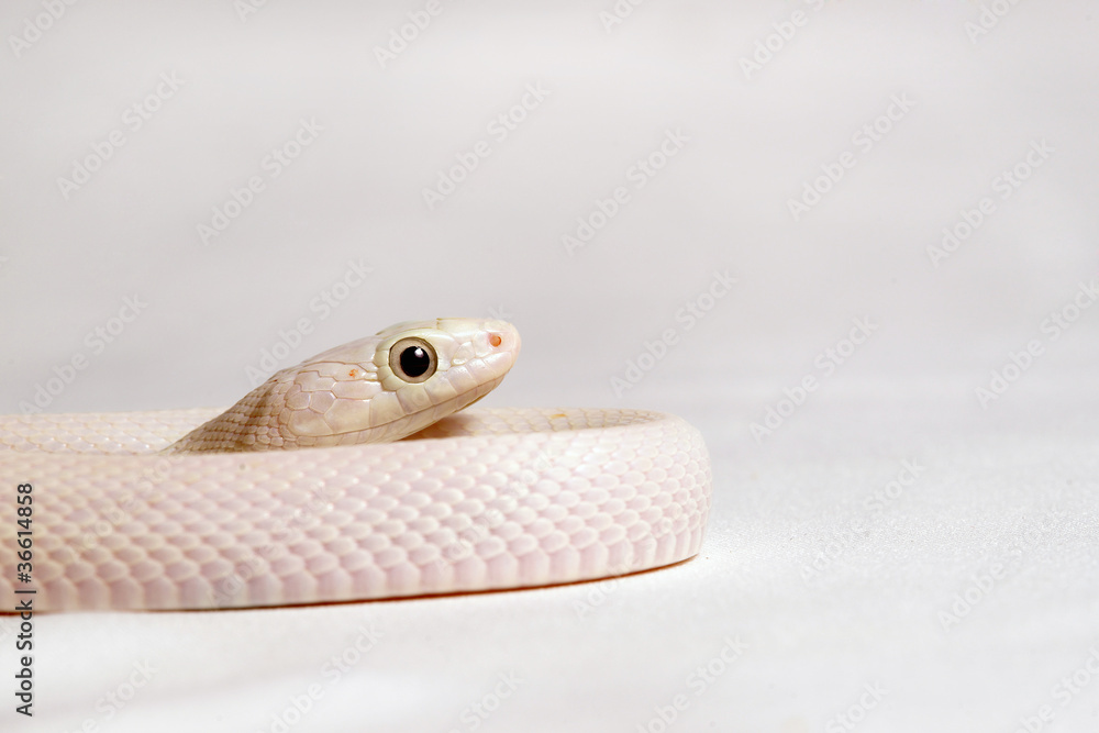 Fototapeta premium SONY DSC