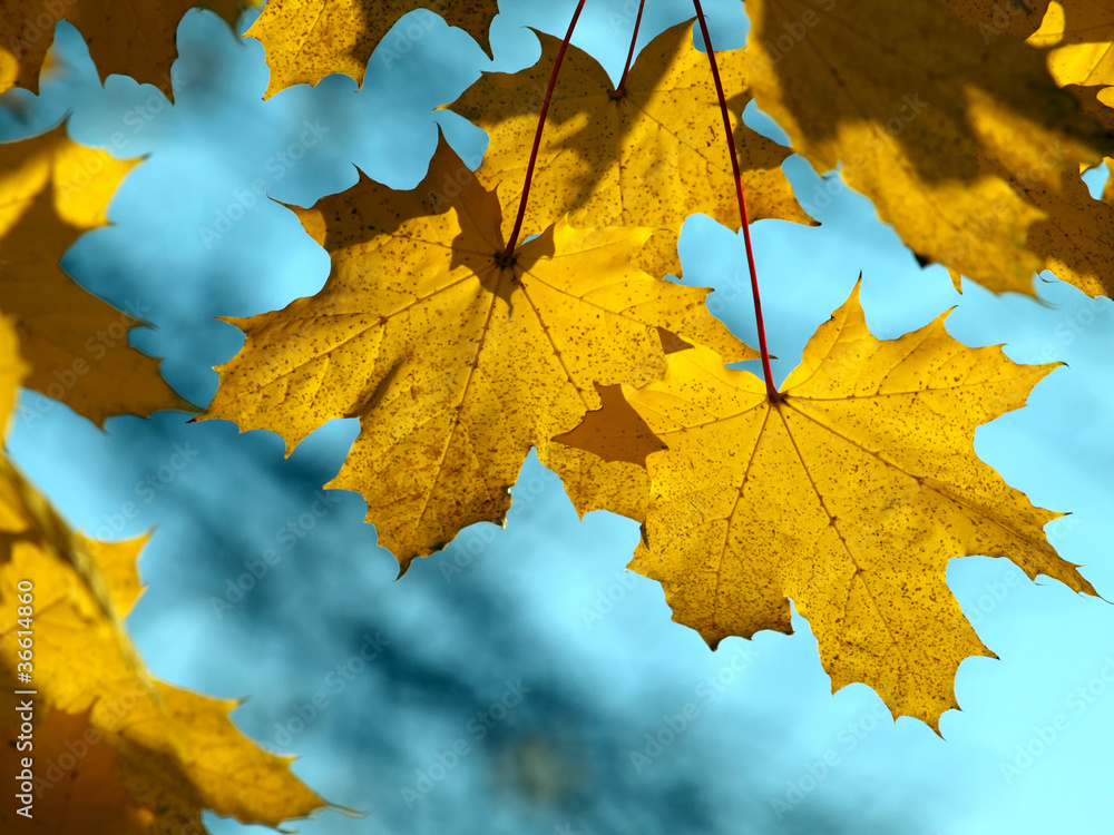 Fototapeta premium Herbstblätter