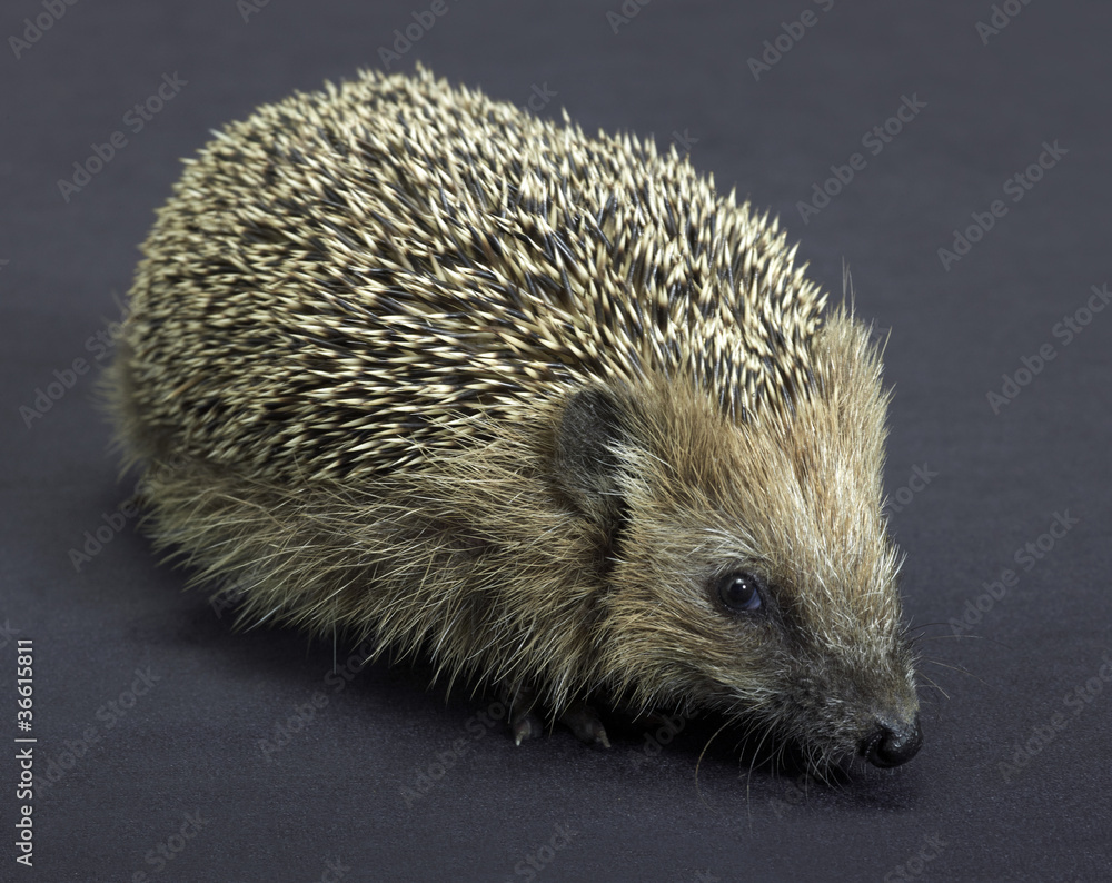 Fototapeta premium hedgehog in dark back