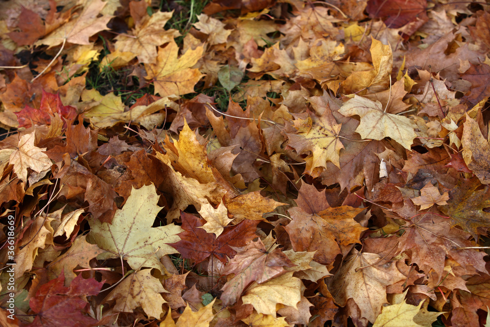 impression of leaves and autumn colors