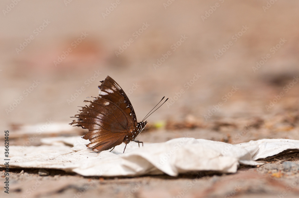 Obraz premium a great egg-fly