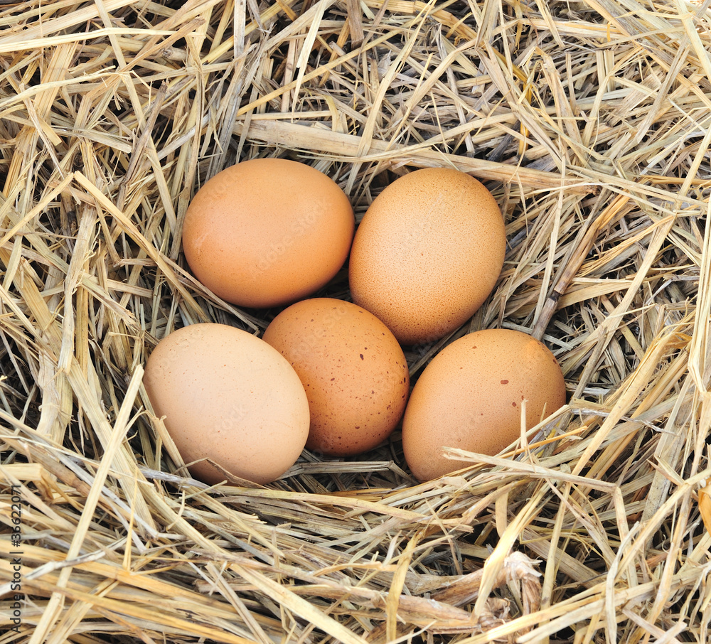 a pile of brown eggs in a nest