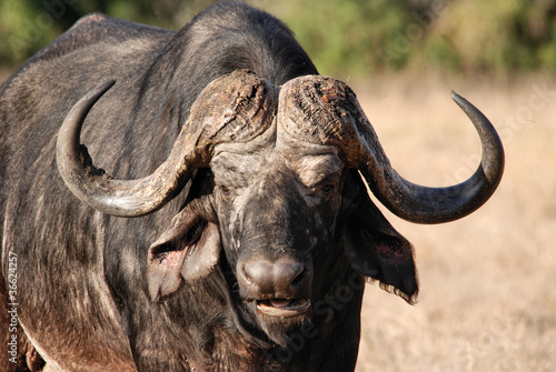 Bufalo del Kruger National Park