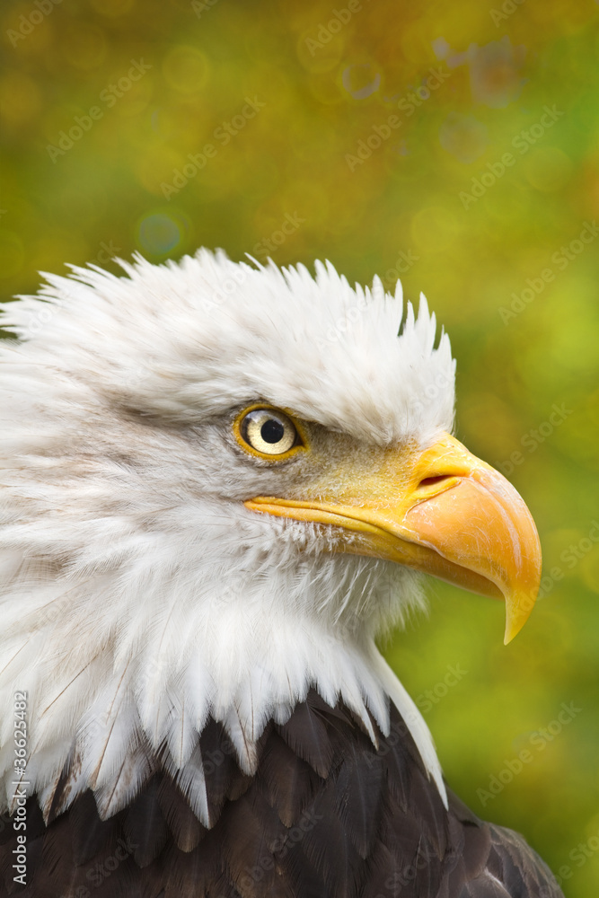 Obraz premium Bald eagle or Haliaeetus leucocephalus