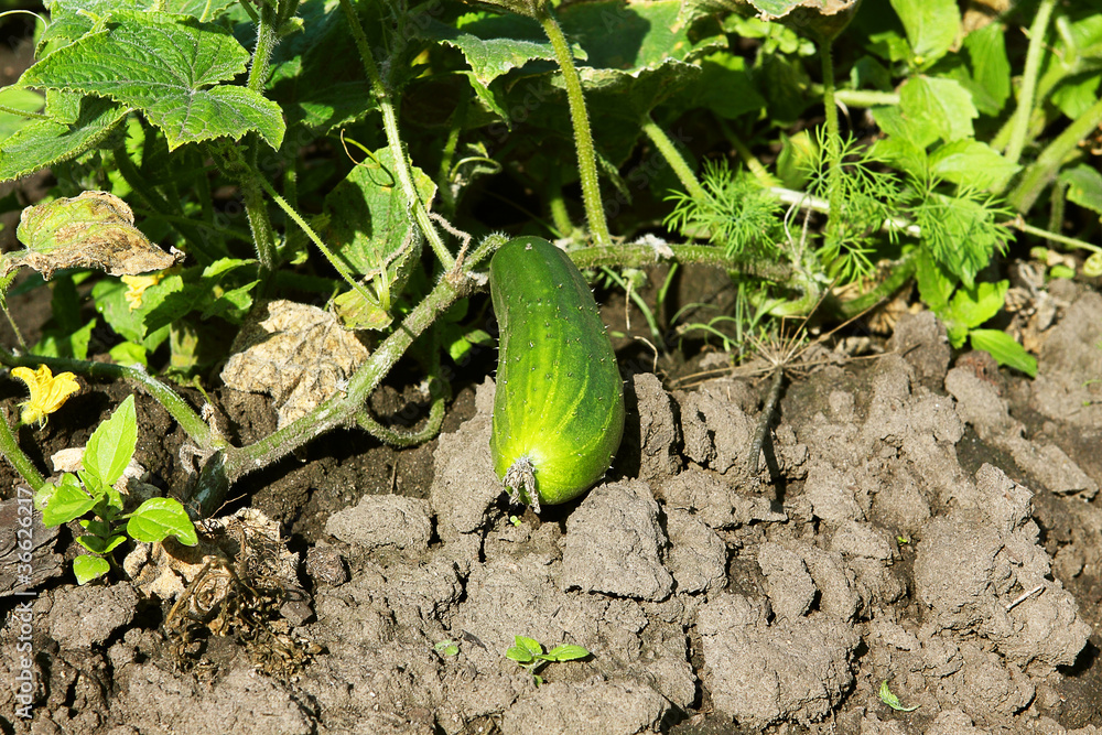 Obraz premium fresh cucumber