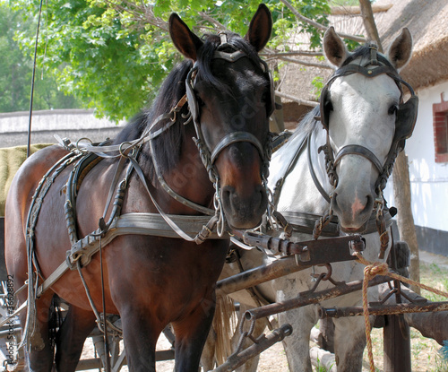 eingespannte Pferde