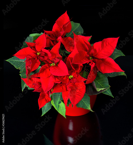 Weihnachtsstern. poinsettia. red christmas flower on black