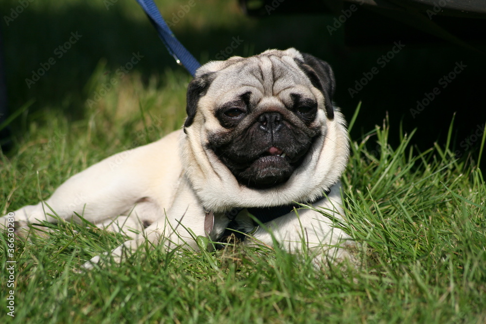 Mops Mops