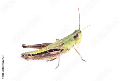grasshopper isolated on white © hsagencia