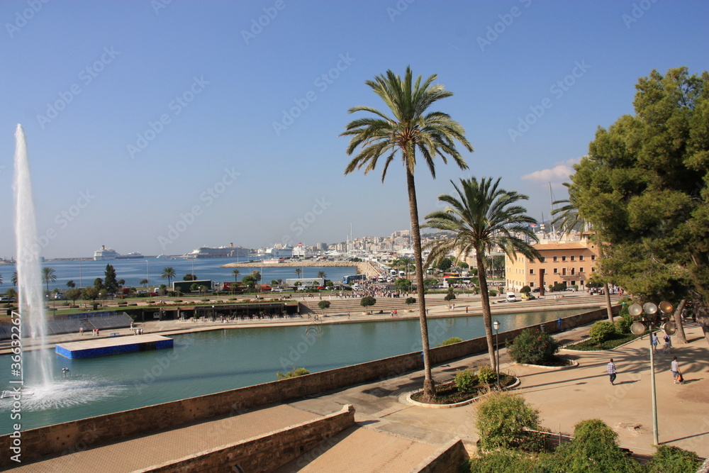Fototapeta premium Palma