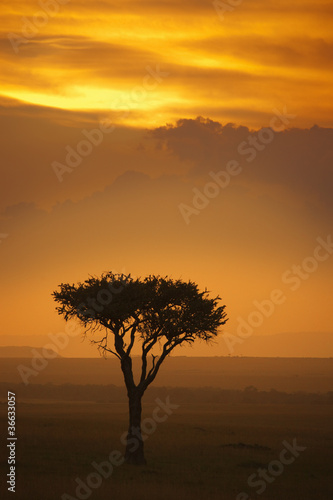 Acacia tree silhouette at sunrise