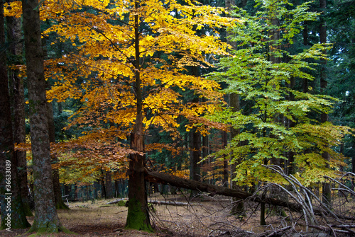 Parco Nazionale Foreste Casentinesi, bosco autunnale