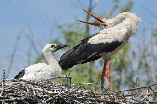 storks in the nest photo