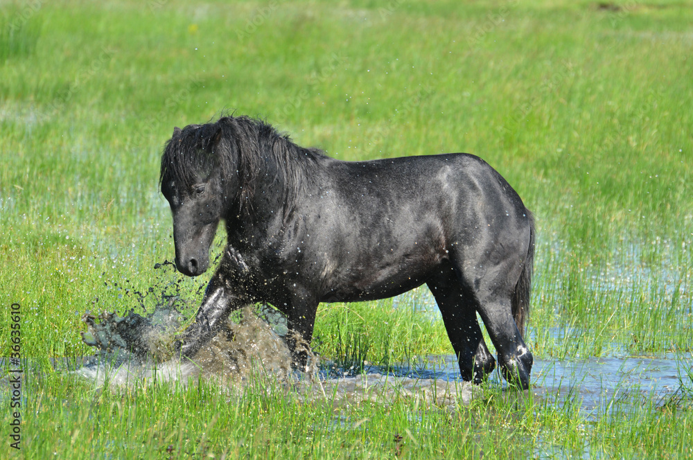 stallion in the water