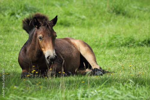 Ponyfolhen, liegend © Nicolette Wollentin