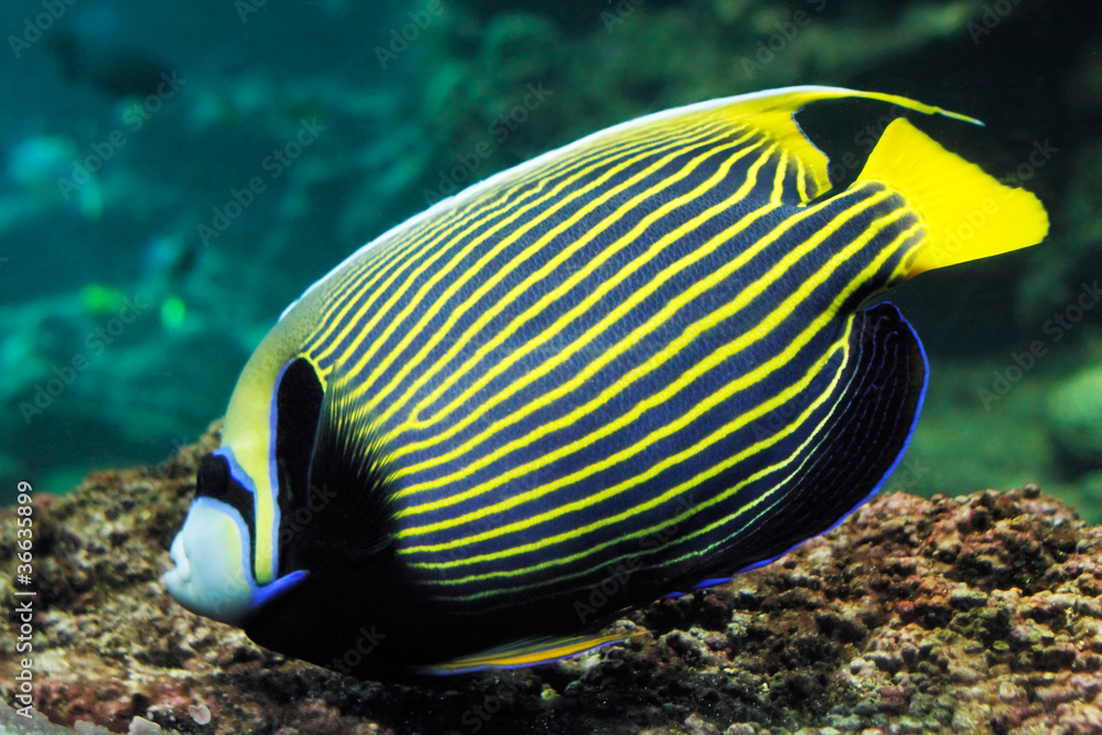 Obraz premium Poisson tropical