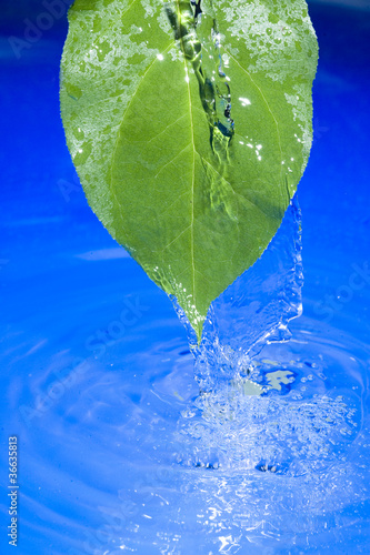 Water and leaf photo