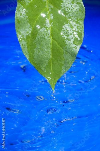 Water and leaf photo