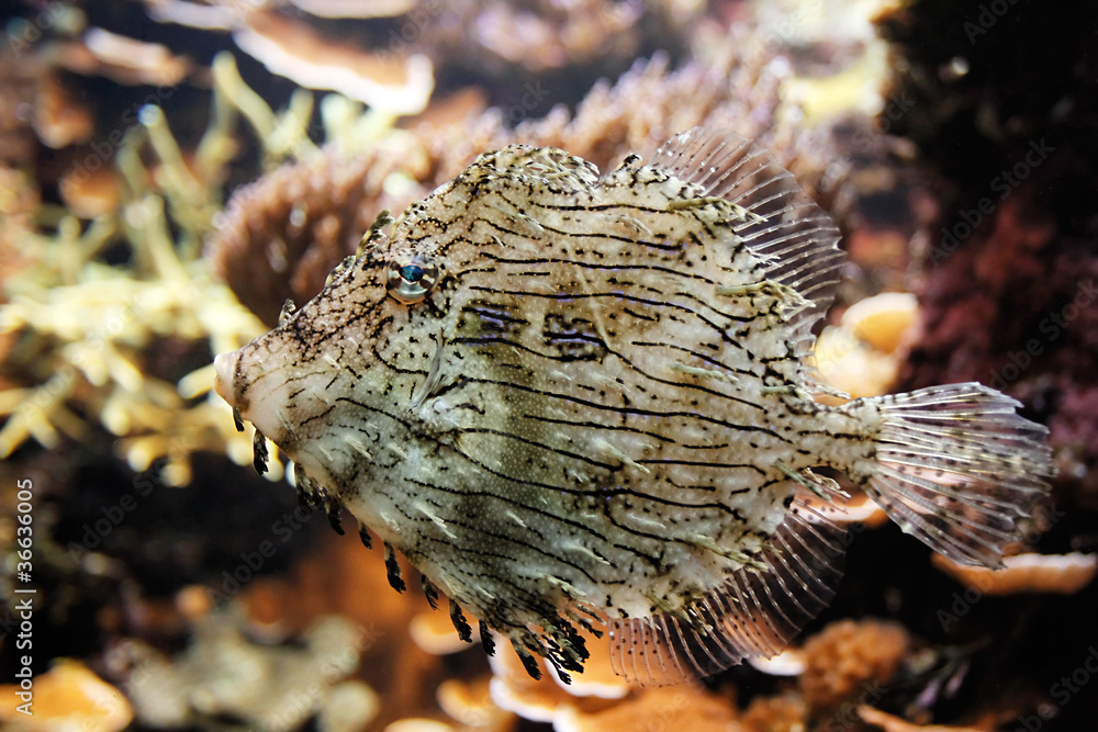 Poisson tropical Poisson tropical