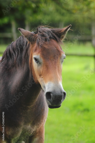 Portrait: Pferd