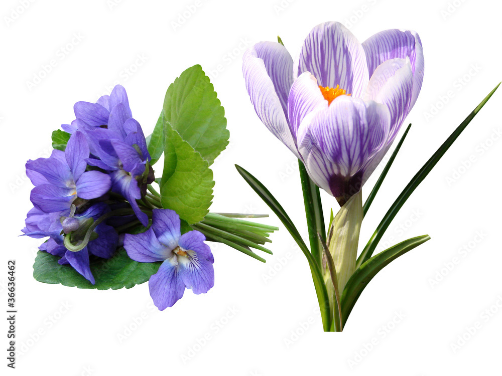 Crocus violet flowers isolated white background