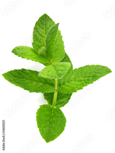 Branch of mint