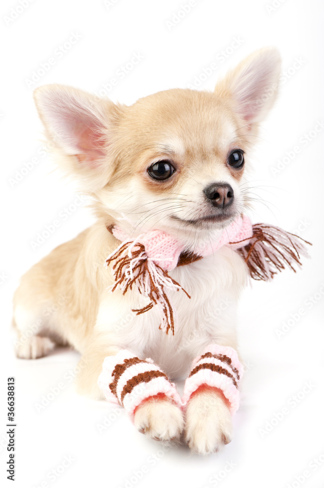 Obraz premium cute chihuahua puppy with striped socks and scarf