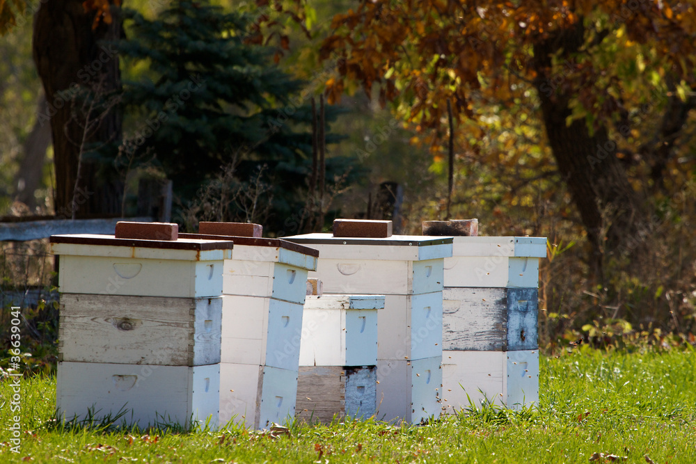 Beehives Beehives