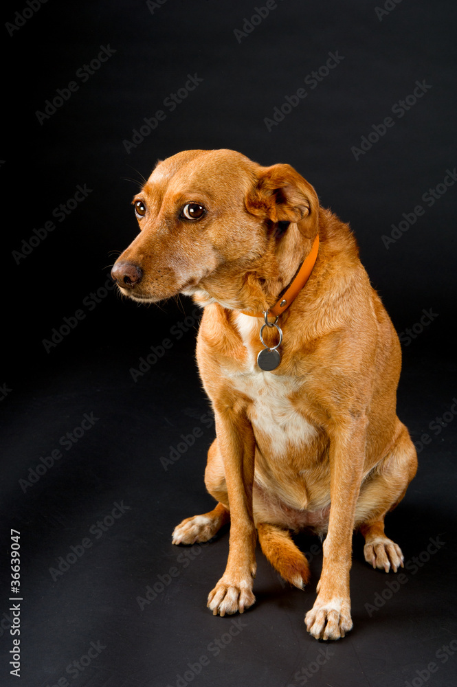 Cute brown dog