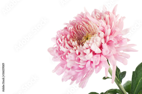Pink Chrysanth