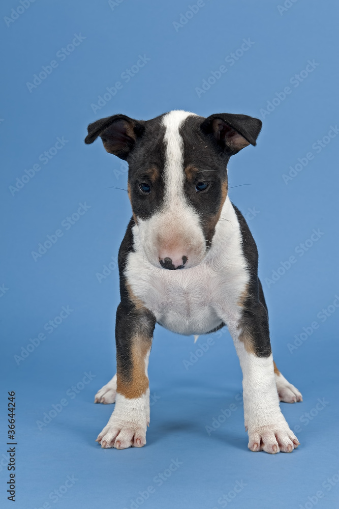 Bullterrier 12718