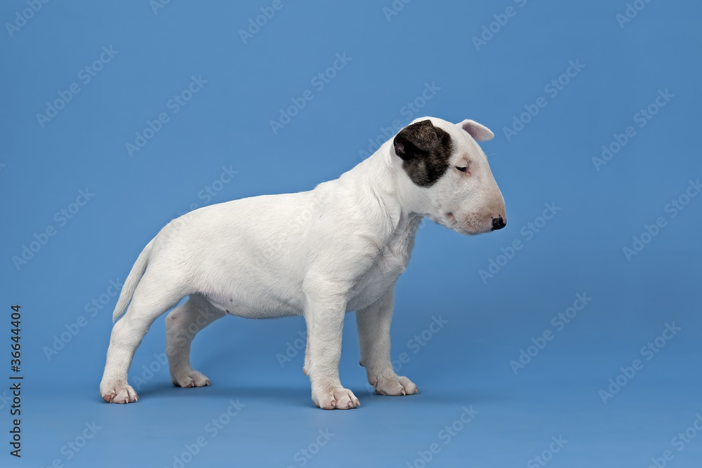 Obraz premium Bullterrier 12754