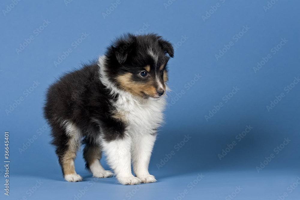 Fototapeta premium Vielversprechend 10420