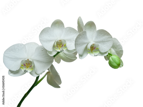 orchid isolated on white background