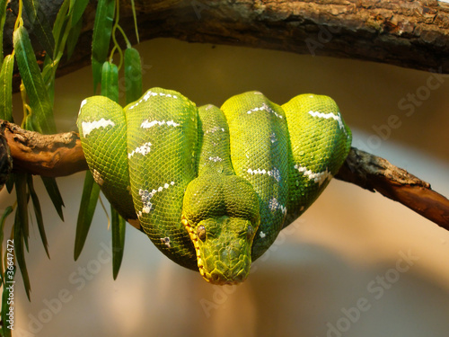 Quadro su tela Green tree python