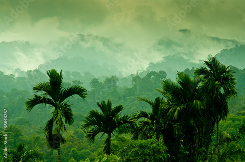 Selva de Sumatra photo