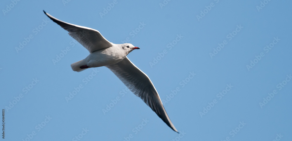 Black Headed Gull