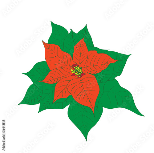 Vector christmas poinsettia