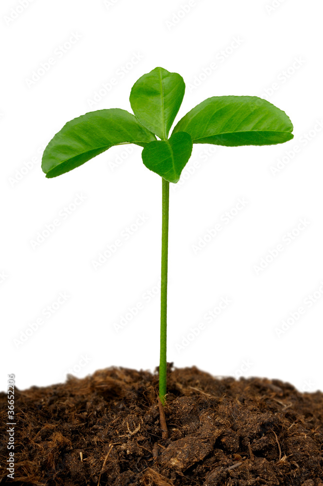 germ of a lemon in the ground germ of a lemon in the ground