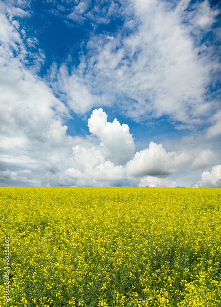 flowering field of rape flowering field of rape