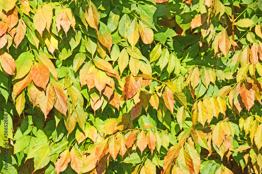 goldener Herbst goldener Herbst