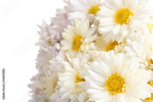 beautiful bouquet of daisies isolated on white