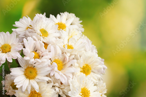 beautiful bouquet of daisies on  green background