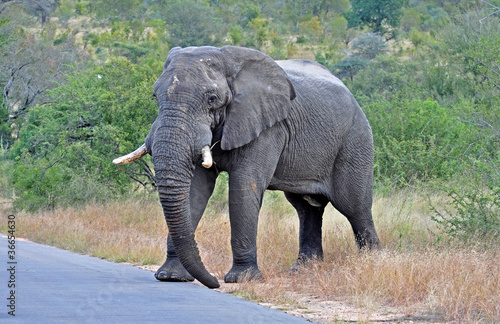 African Elephant