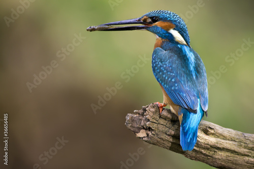 Kingfisher (Alcedo Atthis)