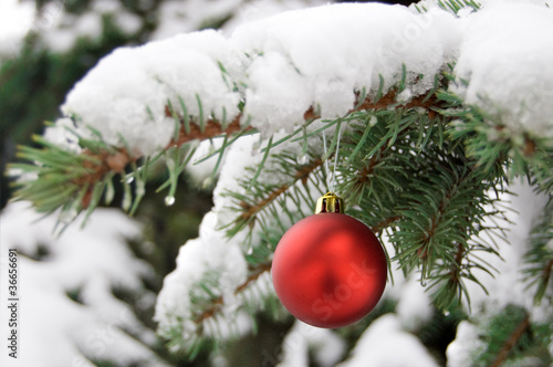 a red bauble on snowy pine