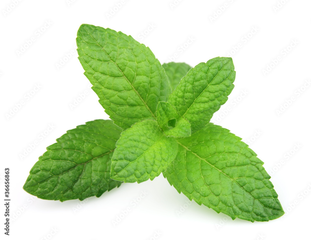 Fresh mint Fresh mint