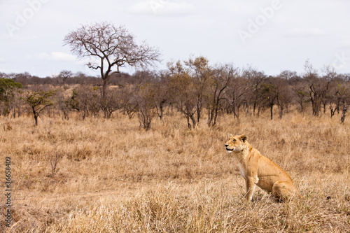 Female lion sitting in the grass